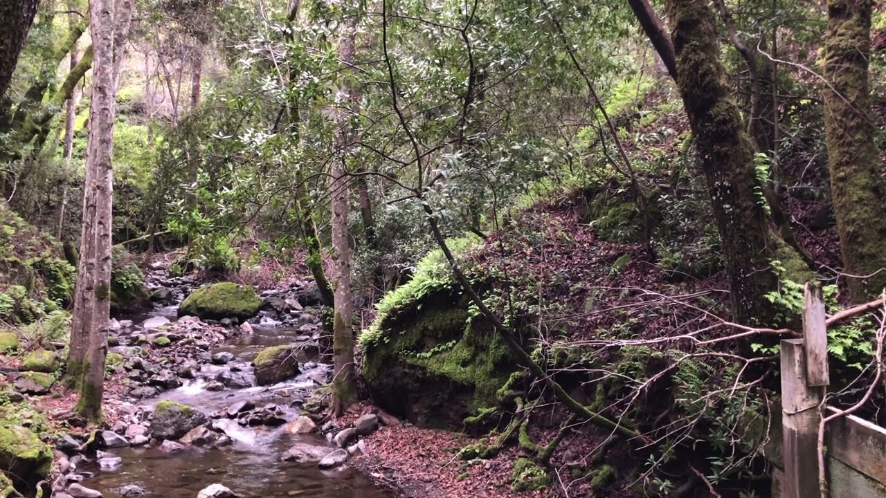 Gentle creek running through forest | Relaxing natural sounds to sleep relax or study too | 1 hour