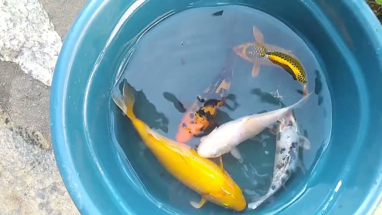 ENCONTREI UMA CARPA M0RT4 NO MEU LAGUINHO 😭
