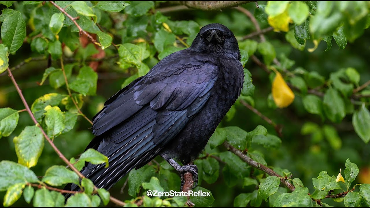 Relax With My One Eye'd Crow Buddy
