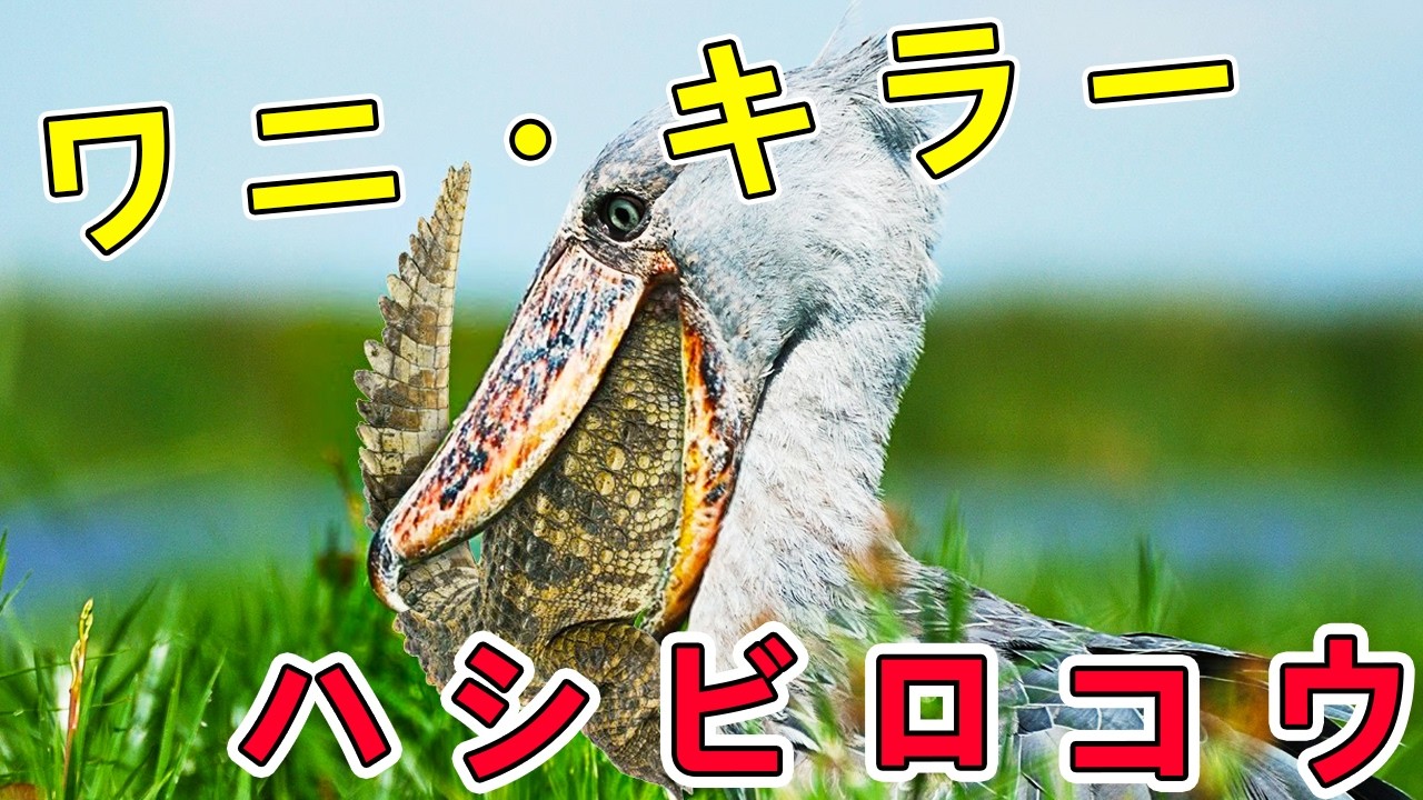 ハシビロコウ：ワニを捕食し、虎のように狩りをする生物。世界で最もティラノサウルスに似ていた動物！【深堀】