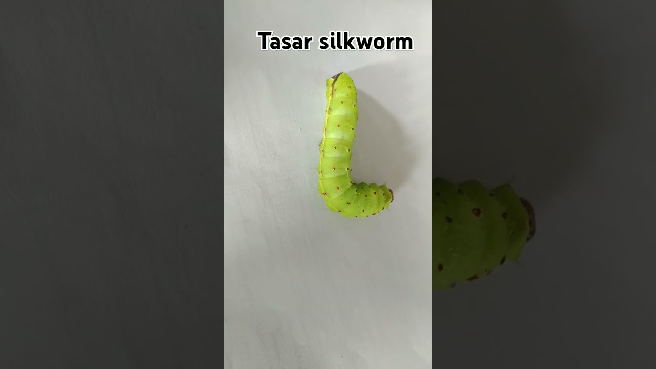 Tasar silkworm species  #silk #silksaree #tasarim #silkcotton #mulberrytree