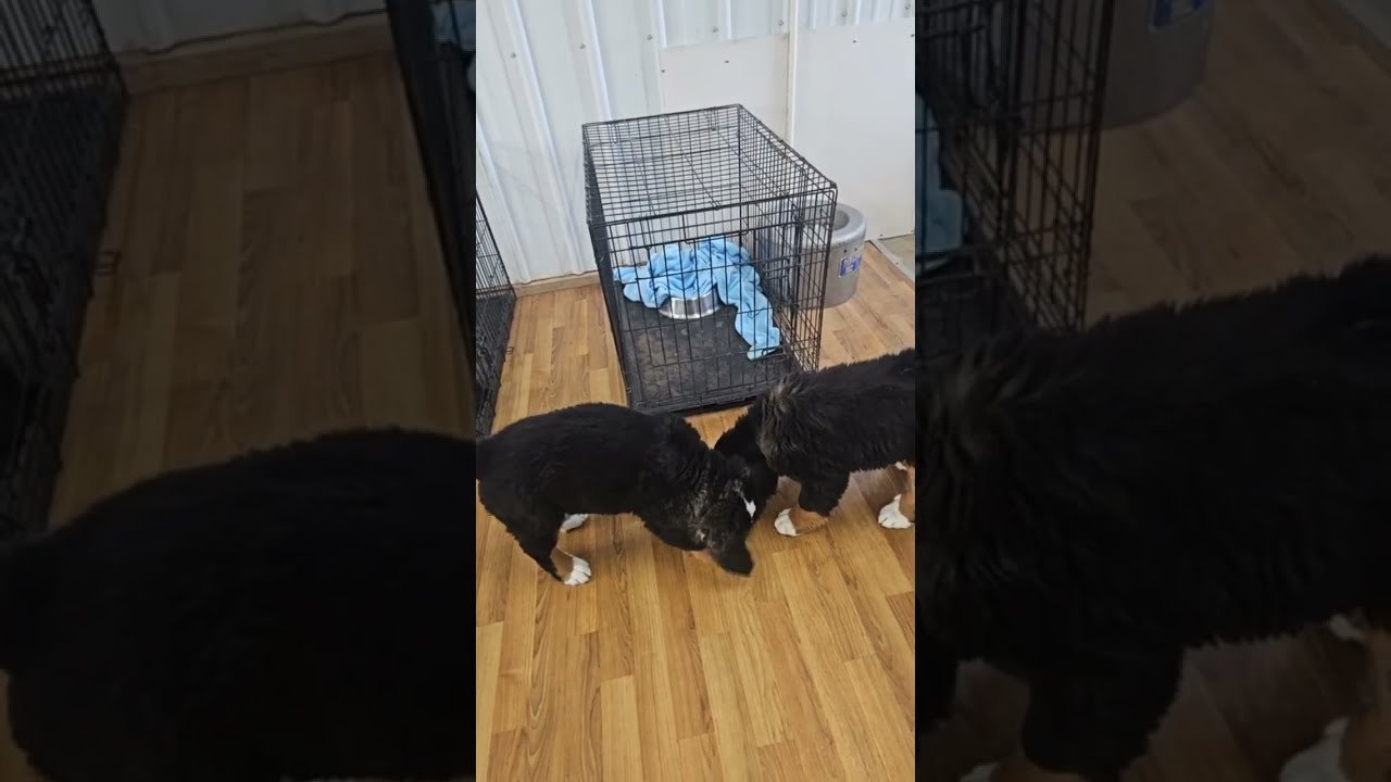 Puppy Time!
