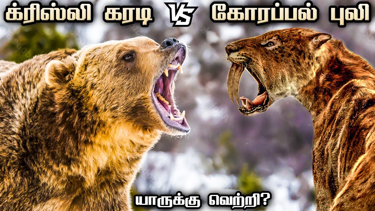கோரப்பல் புலி vs க்ரிஸ்லி கரடி | Saber Toothed Tiger vs Grizzly Bear | Savage Empire