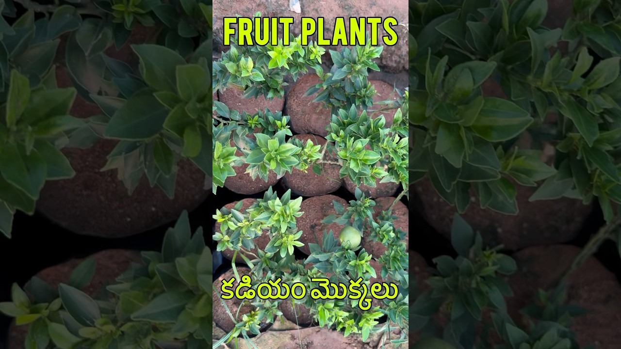 | KADIYAM PLANTS & HYBRID FRUITS | BEST PRICE HIGH QUALITY PLANTS in KADIYAM | RAJAHMUNDRY TOURISM |
