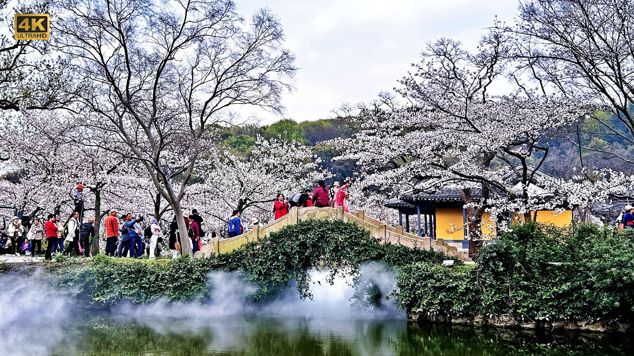 4K | Stunning cherry blossoms in China, how does it compare to those in Japan?