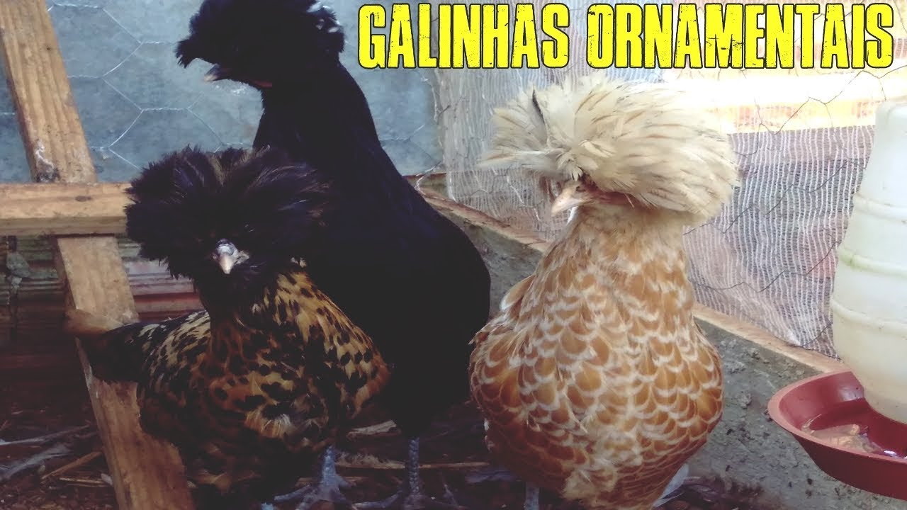 COMO INICIAR UMA CRIA&Ccedil;&Atilde;O DE GALINHAS ORNAMENTAIS? DICAS