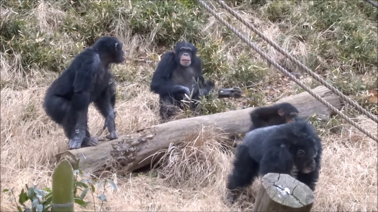 Chimpanzee Decky 1)angry at Bonbon 2)reconciliation 3)grooming session