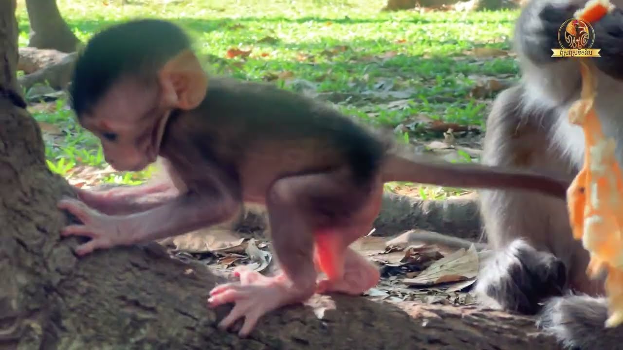 #monkey #animals #monkeyadventures #monkeyforest #monkeyjourney #monkeyplace #babymonkey #funny