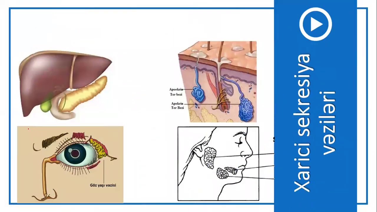 9-ci sinif Biologiya - Hormonal sistemimiz