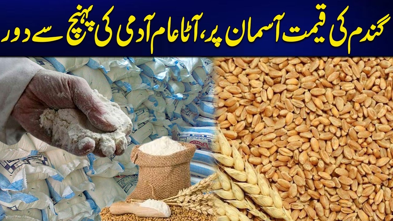 Flour Out of Reach? Rising Wheat Prices Hit Consumers Hard | Latest Updates | Rohi