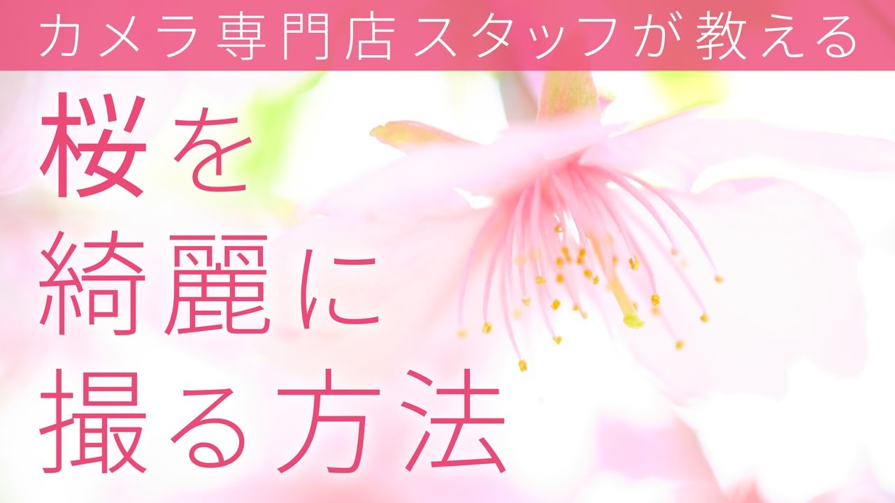 【失敗しない桜の撮り方】レンズからフィルター選びまで！ステップアップ術を解説【保存版】