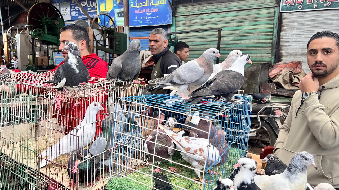 سوق الحمام في دمياط انهارده اسعار نار 🔥