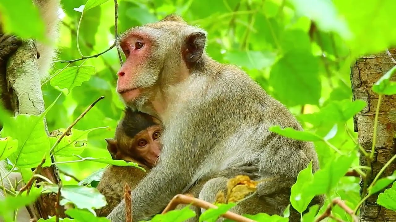 Ep6.... Monkey Jane's Family Update Today January 2022 [Compilation]