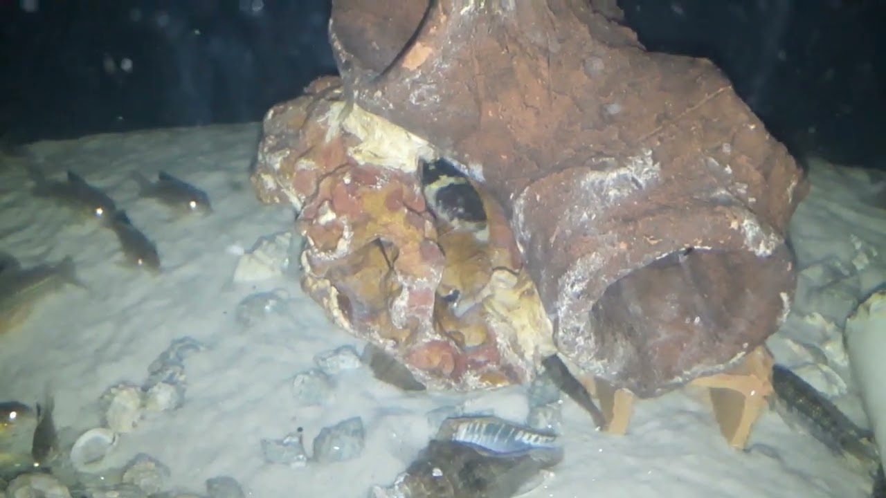 bagrinho ? peixe  sapo.. peixe  desconhecido