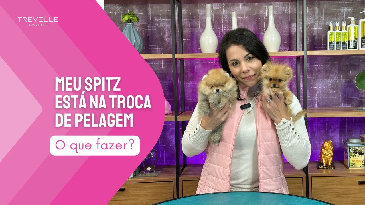 Meu spitz está na troca de pelagem, o que fazer?