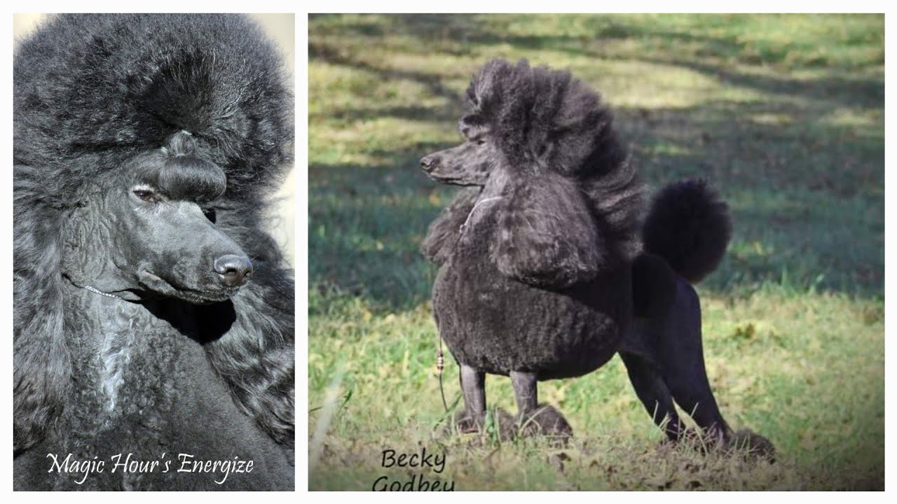 HOW TO: Hairspray Show Poodle Topknot