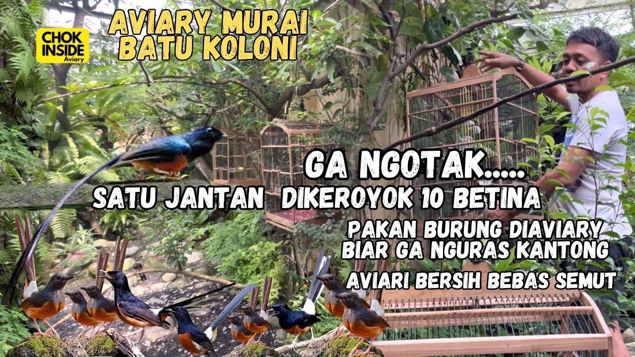 AVIARY MURAI BATU | SATU JANTAN VS SEPULUH BETINA | PAKAN DI AVIARI BIAR GA BOROS | Episode 74