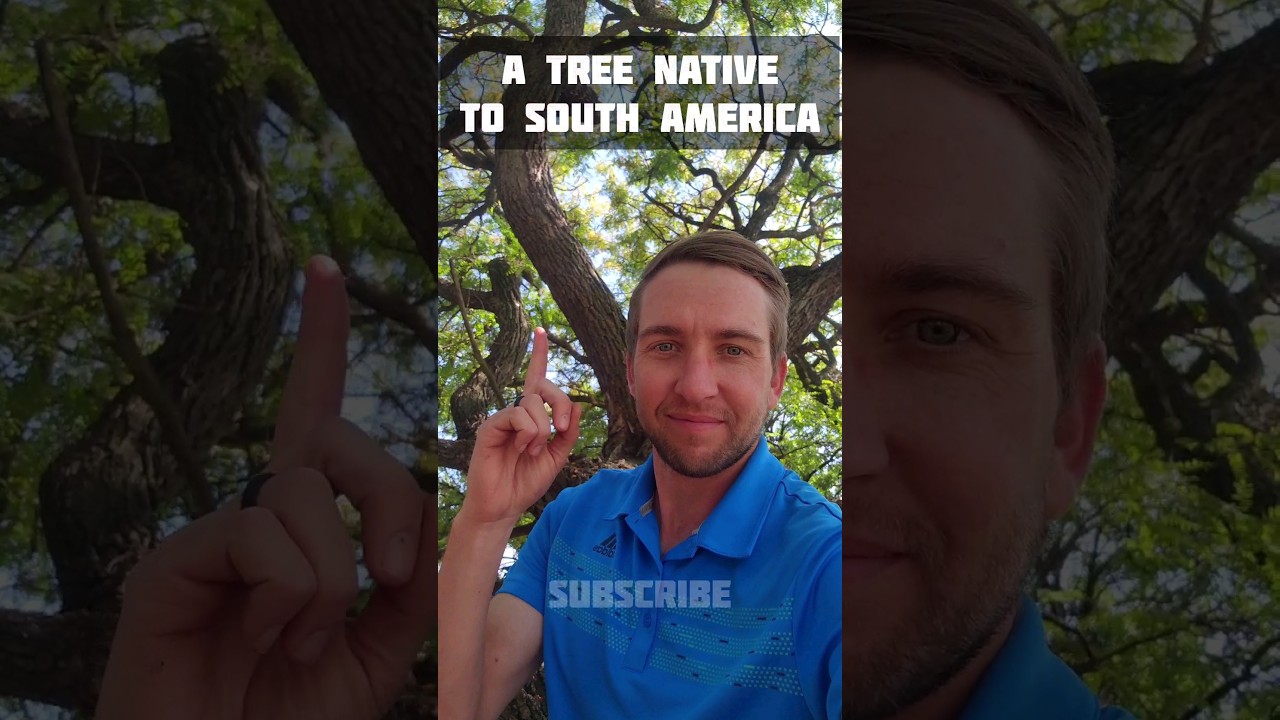 A Massively Branched Tipu Tree / Native to South America. #nature #shorts #youtubeshorts