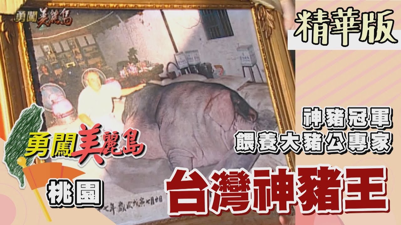【勇闖美麗島】台灣神豬王 比賽常勝軍養千金神豬的專家│2000.10.04│15集精華版