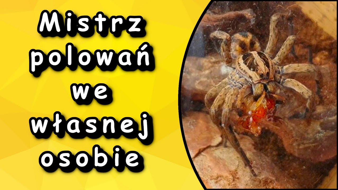 Rzadki ale i piękny! Pająk z rodziny Lycosidae czyli Pogońcowatych Hogna radiata