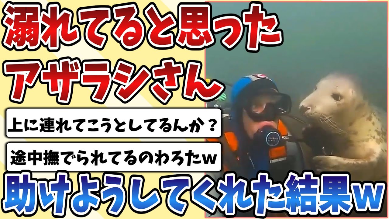 【2ch動物スレ】ダイバーが溺れていると勘違いした『アザラシ』さん助けようと駆け寄ってきてくれた姿が可愛すぎるｗｗｗ