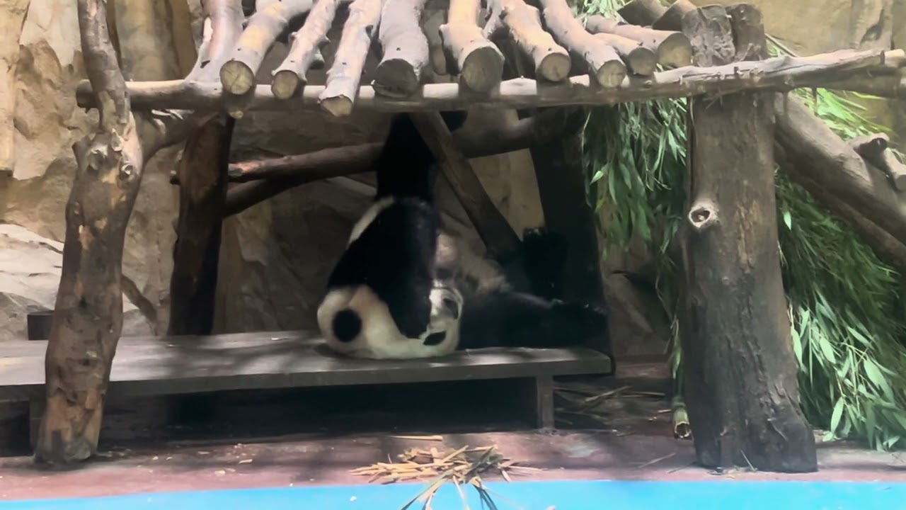 本場　四川のパンダ　その2  成都動物園