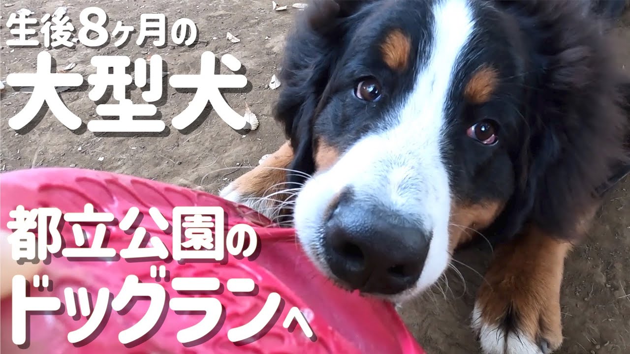 バーニーズの公園めぐり #1 小金井公園編