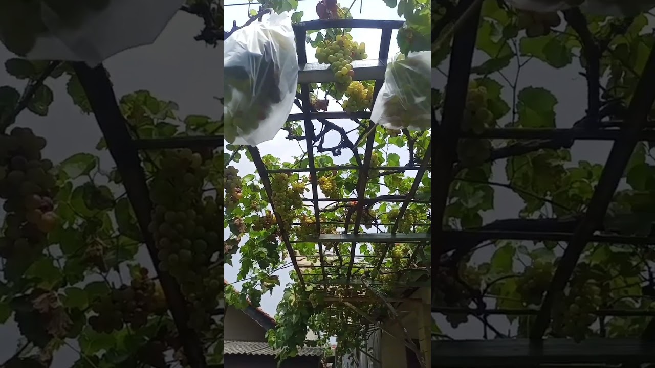Anggur Jupiter berbuah ratusan dompol