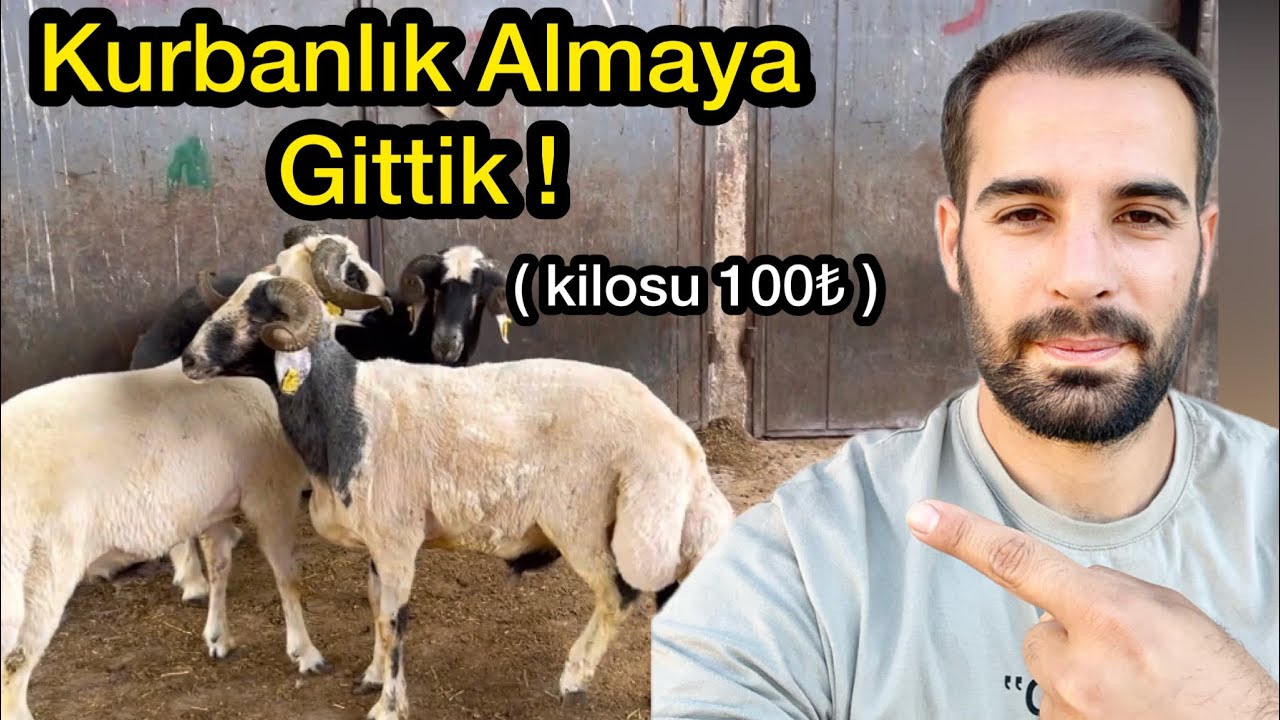 Kurbanlık koyun seçmeye gittik- 2023 koyun fiyatları ne kadar ? #2023kurbanlık #kurbanpazarı