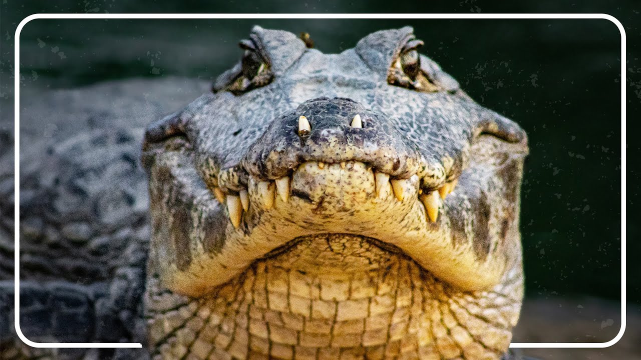 Most Deadly Crocodile Attacks In Australia