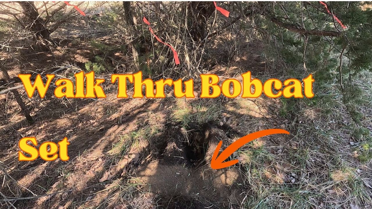 Проходная приманка для рыси #ловушка #рысь #ловушкадлякойотов #койот #сухопутная #ловушка