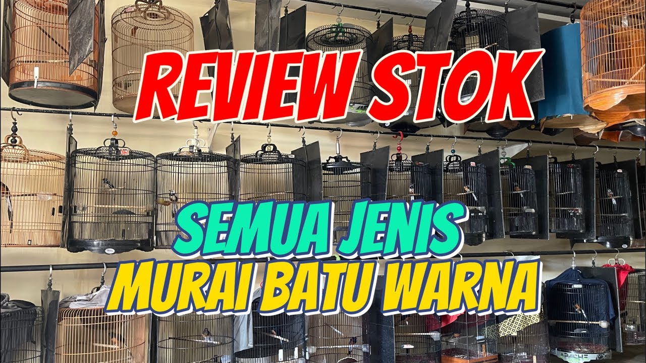 REVIEW STOK SEMUA JENIS MURAI BATU