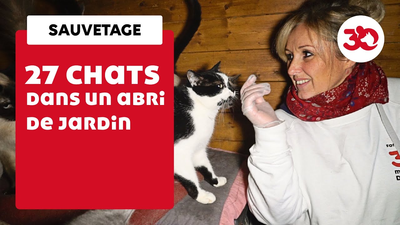 27 chats dans un abri de jardin !
