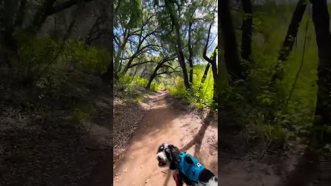 Great day for a hike 🥾🐶 #hiking #hikingdog #dogs #dogadventure #socal #socalliving #hikecalifornia