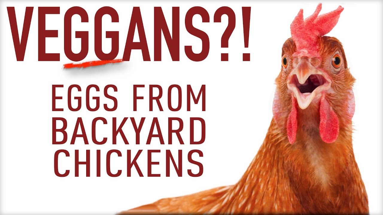 Can Vegans Eat Eggs From Backyard Chickens? VEGGANS?!