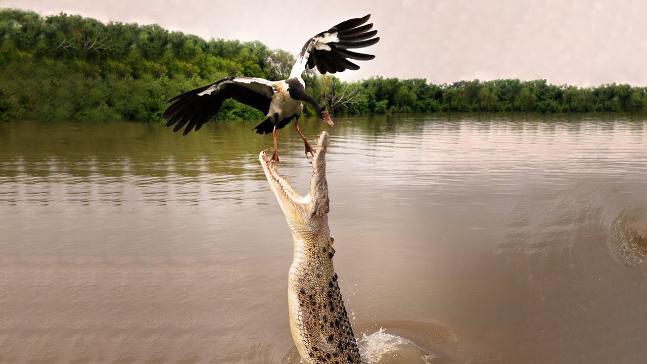 The bird is very Lucky? | Survival Story |  Oliver Hayden