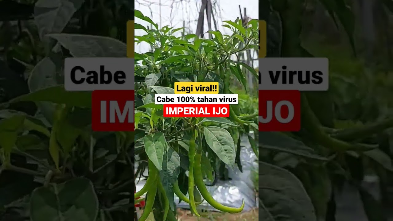 Lagi viral!! Cabe 100% tahan virus, IMPERIAL IJO