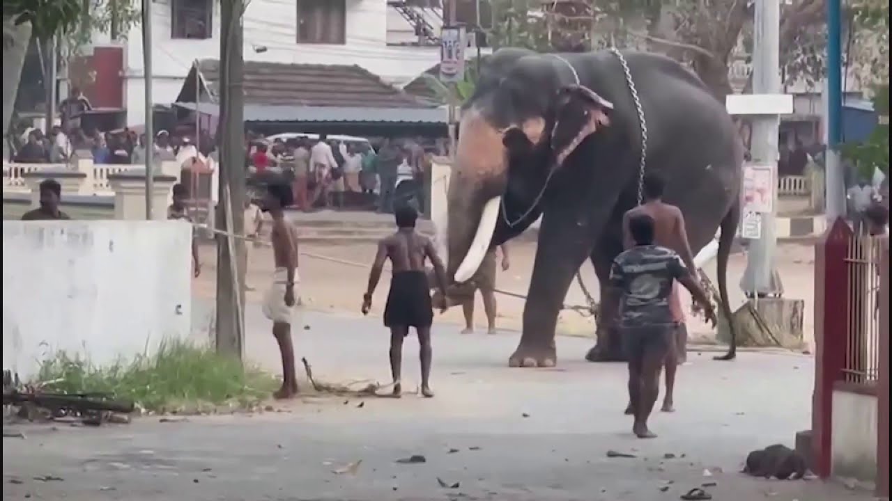 ഊട്ടോളി മഹാദേവന്റെ പിണക്കം മാറ്റിയത് മണിക്കൂറുകളോളം നീണ്ട പരിശ്രമത്തിനൊടുവിൽ