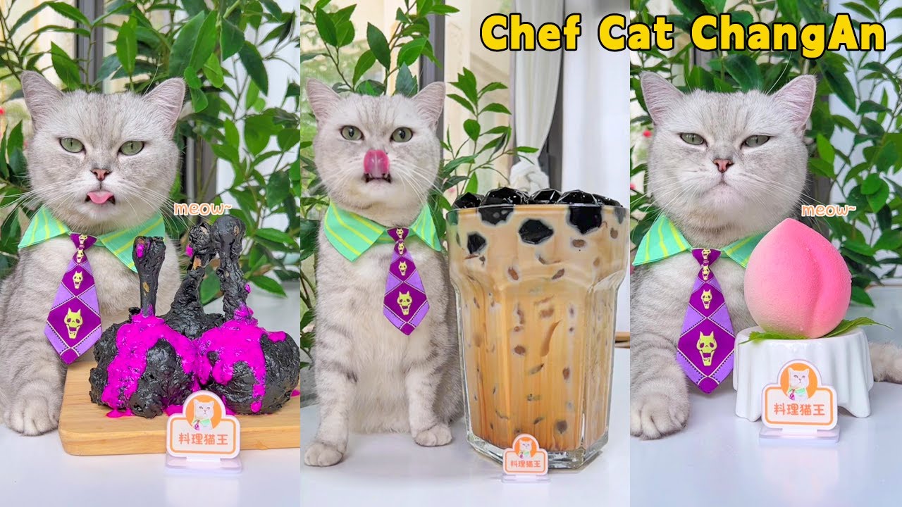 Enjoy TASTY Food And HELPFUL Tips With Chef Cat!🍻|Cat Cooking Food | Cute And Funny Cat