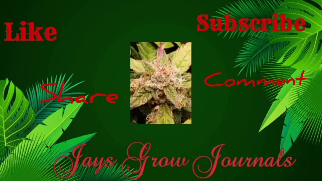 Fastbuds Forbidden Runtz. Day 49