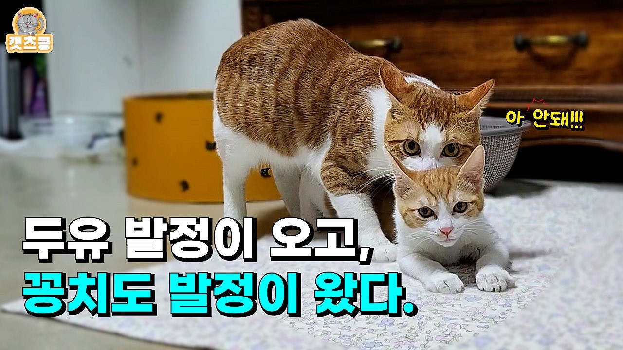중성화 그 후.. 발정난 꽁치를 다시 만난 두유 😱🙀