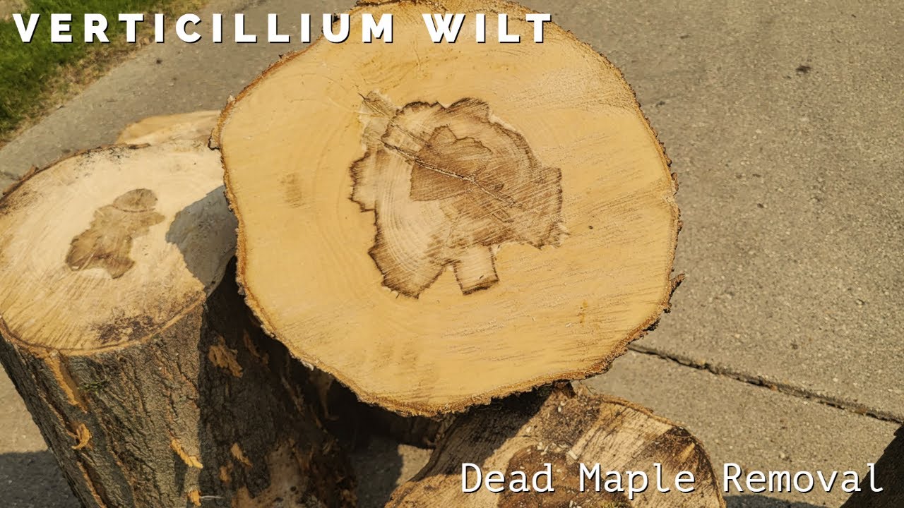 Removing a dead Maple with Verticillium wilt.This WILL kill your Maple Trees!