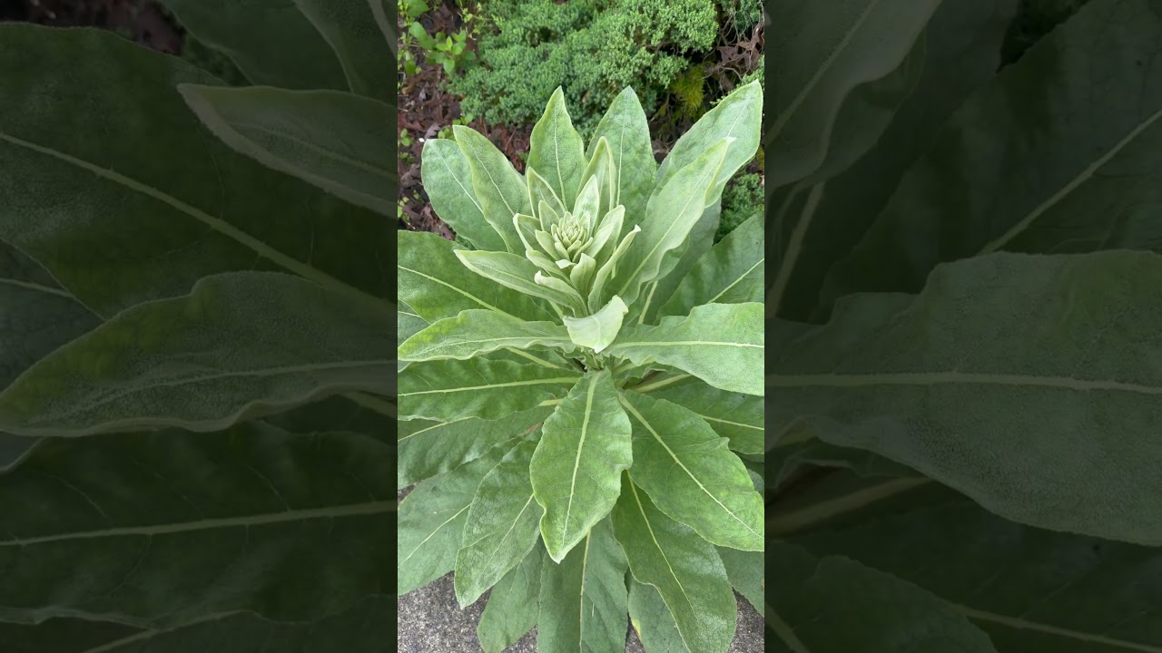 Mystery weed!