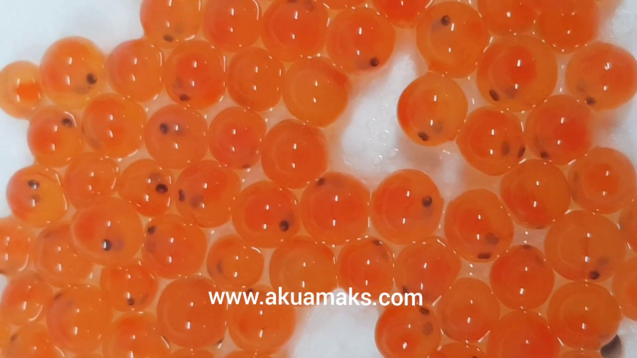 G&ouml;kkuşağı Alabalığı ( Oncorhynchus mykiss ) yumurtaları .. Rainbow trout