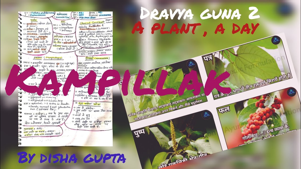 Kampillak | Dravya Guna 2 | A plant, a day | BAMS | Ayurveda #bams #dravyaguna #ayurveda #new #notes