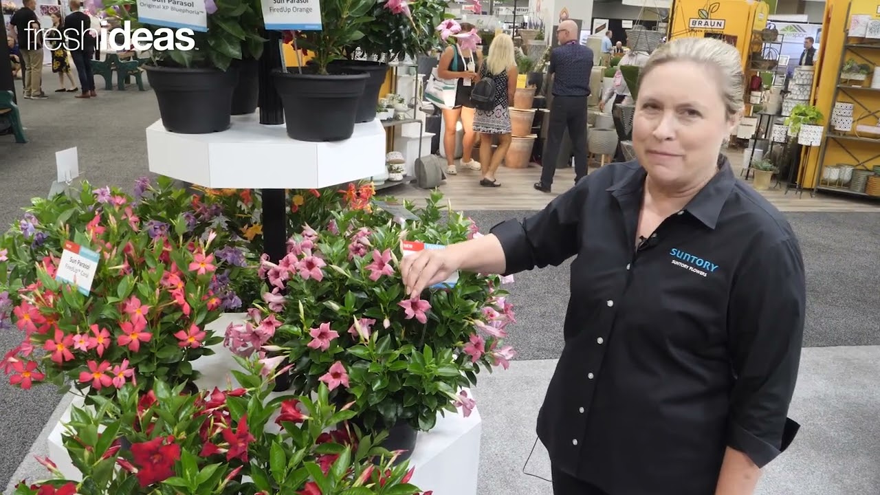 It’s Mandevilla Mania with Suntory Flowers!