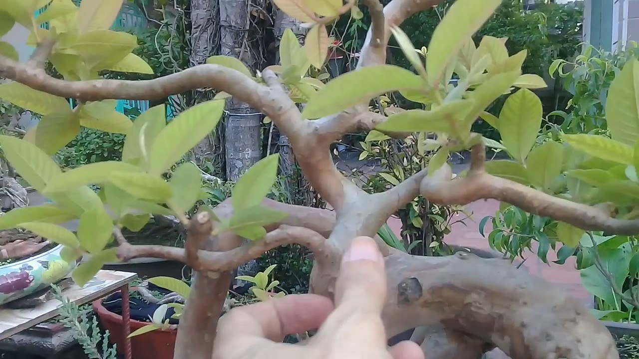 Tạo dáng vào chậu cây ổi nghệ thuật .