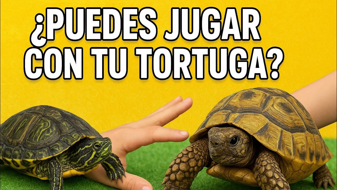 ¿Puedes Jugar con tu Tortuga? ¡Y COMO!