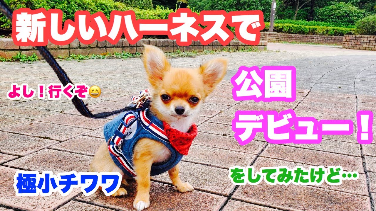 【極小チワワ】新しいハーネスで公園デビューをしてみたけど・・・
