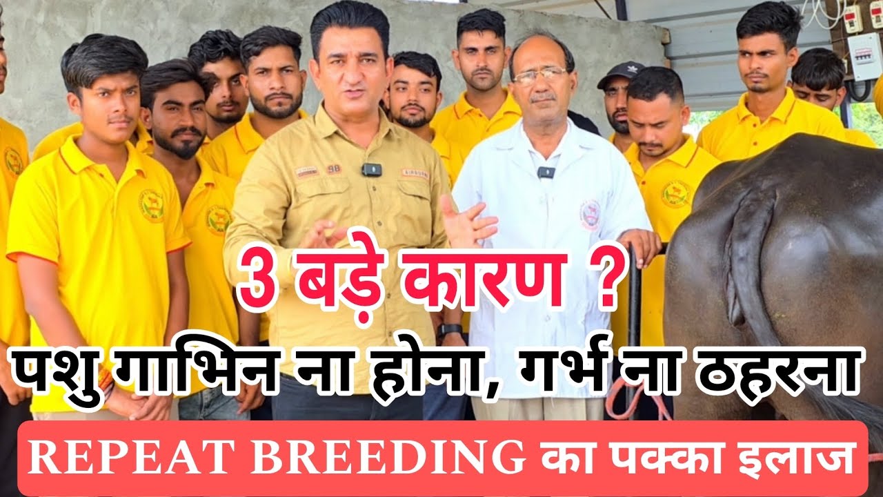 Repeat Breeding का इलाज | पशु गाभिन ना होना | गर्भ ना ठहरना